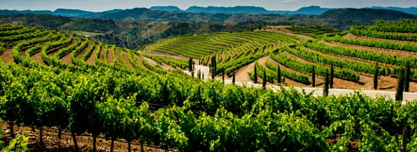 D.O.Q. Priorat